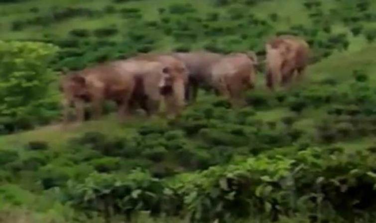 Mysuru: Labour seriously injured when a wild elephant attacked him at H D Kote